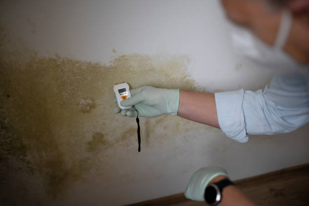 Attic Mold Removal in Wingdale, NY