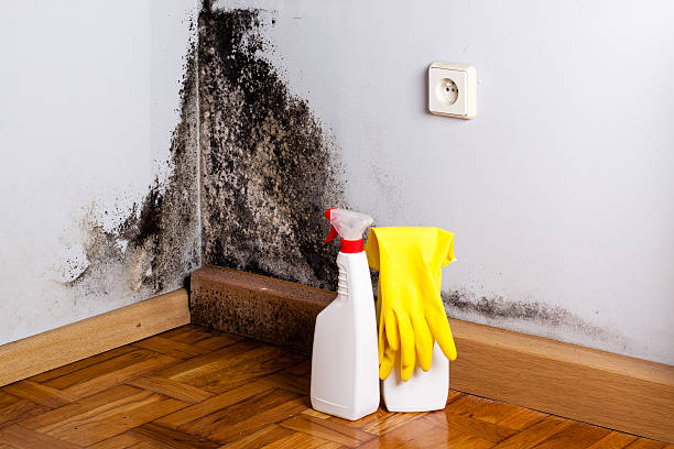 Best Home Mold Removal  in Wingdale, NY