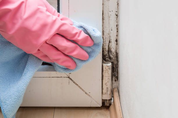 Best Fast Mold Removal  in Wingdale, NY