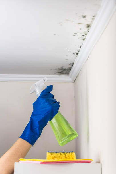 Best Local Mold Removal Service  in Wingdale, NY